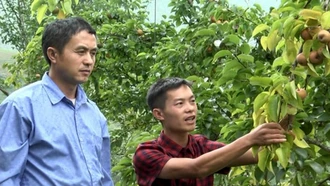 Mô hình trồng lê Đài Loan của nông dân xã Nậm Khắt, huyện Mù Cang Chải đem lại hiệu quả ổn định.