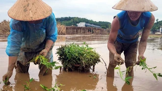 Nông dân xã Tuy Lộc, thành phố Yên Bái cấy lại rau muống trên diện tích vừa bị ngập lũ.