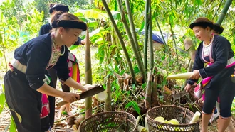 Người dân huyện Trấn Yên thu hoạch măng tre Bát độ.