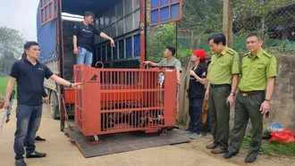 Yên Bái: Bàn giao hai cá thể gấu cho Tổ chức Động vật châu Á