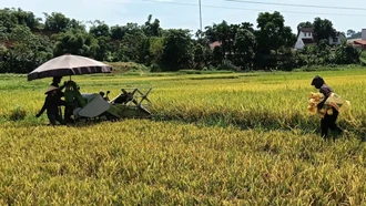 Nhân dân xã Thành Thịnh (Trấn Yên) thu hoạch lúa xuân.