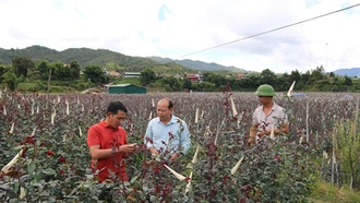 Mô hình liên kết trồng hoa hồng ở xã Nậm Khắt - xã NTM đầu tiên của huyện Mù Cang Chải mang lại nhiều việc làm, thu nhập ổn định cho người dân địa phương. 