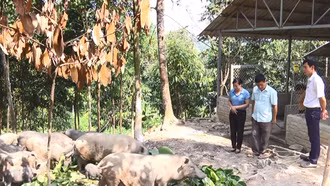 Mô hình chăn nuôi lợn ở xã Tân Hợp, huyện Văn Yên góp phần giảm nghèo bền vững cho người dân.