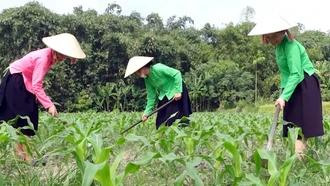 Lục Yên giá trị sản xuất nông, lâm nghiệp, thủy sản đạt 325 tỷ đồng 