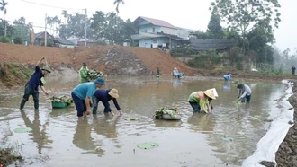 Trấn Yên có gần 10 ha hoa sen giống mới