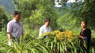 Mô hình trồng địa lan xen kẽ với nuôi &#111;ng của gia đình ông Giàng A Phềnh ở bản Dào Xa, xã Kim Nọi.