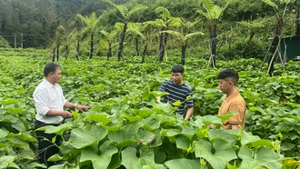 Mô hình trồng su su lấy ngọn của anh Bùi Tiến Toàn tại xã Púng Luông, huyện Mù Cang Chải đem lại thu nhập 800 triệu đồng/năm.