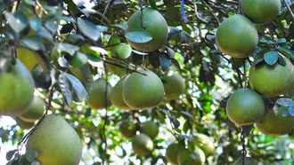 To date, the province has issued 103 planting area codes, covering over 1,165 hectares. 