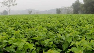 The mulberry cultivati&#111;n and silkworm rearing model is generating income for farmers in Tran Yen District.
