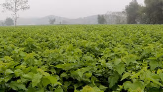 The mulberry cultivation and silkworm rearing model is generating income for farmers in Tran Yen District.
