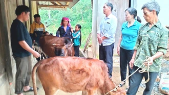Đồng bào dân tộc Mông huyện Mù Cang Chải được hỗ trợ bò sinh sản để phát triển kinh tế.