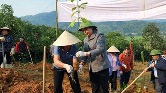 Đồng chí Hoàng Thị Vĩnh - Ủy viên Ban Thường vụ, Trưởng ban Dân vận Tỉnh ủy tham gia trồng cây tại xã Hưng Thịnh, huyện Trấn Yên.