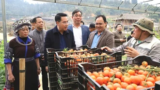 Các đồng chí lãnh đạo tỉnh và huyện Mù Cang Chải tham quan mô hình trồng cà chua theo tiêu chuẩn VietGAP tại xã Nậm Khắt.