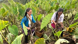 Sản phẩm khoai sọ của huyện Trạm Tấu được quản lý và phát triển nhãn hiệu chứng nhận "Khoai sọ nương Trạm Tấu".