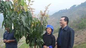 Lãnh đạo huyện Mù Cang Chải kiểm tra mô hình trồng xoài trên đất ruộng bậc thang kém hiệu quả ở xã Lao Chải.