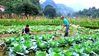 Nông dân thị xã Nghĩa Lộ chăm sóc rau vụ đông.