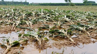 Sản xuất nông nghiệp bị ảnh hưởng do mưa dông.