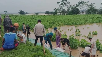 Trấn Yên huy động người dân tham gia gia cố bảo vệ đê bao đề phòng nước sông Hồng dâng cao.