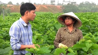Nhiều hộ dân ở xã Báo Đáp có nguồn thu ổn định nhờ trồng dâu nuôi tằm.