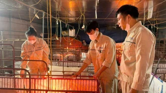 Nguyễn Tuấn Thành làm giàu từ mô hình nuôi lợn khép kín