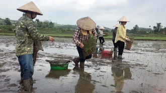 Yên Bái tập trung thu chiêm làm mùa