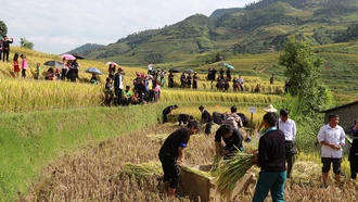 Đông đảo du khách và người dân đến xem Hội thi gặt lúa nhanh, cày bừa giỏi, đắp bờ đẹp năm 2023.