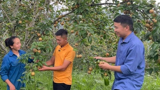 Trồng lê tai nung theo chuỗi giá trị được kỳ vọng sẽ hỗ trợ đồng bào Mông huyện Mù Cang Chải nâng cao thu nhập, thoát nghèo bền vững.
