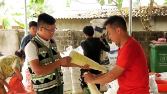 Văn Chấn trồng gần 400 ha tre măng Bát độ
