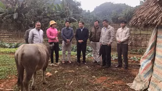 Chi cục Chăn nuôi và Thú y tỉnh cùng các ngành chuyên môn của huyện Lục Yên kiểm tra việc triển khai việc hỗ trợ trâu cái sinh sản cho hộ nghèo tại xã Mường Lai, huyện Lục Yên