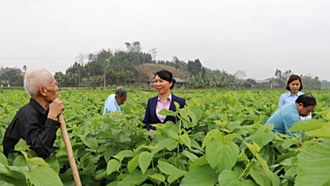 Nông dân thôn Lan Đình, xã Việt Thành, huyện Trấn Yên bên những nương dâu xanh tốt trước khi xảy ra bão số 3.