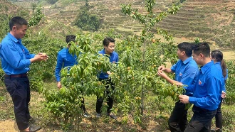 Lãnh đạo Tỉnh đoàn Yên Bái thăm mô hình “Vườn đào hữu cơ” sử dụng chế phẩm EMIC giúp bảo vệ môi trường.