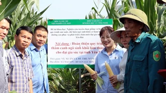 Lục Yên đánh giá mô hình sản xuất, chế biến Ngô sinh khối 