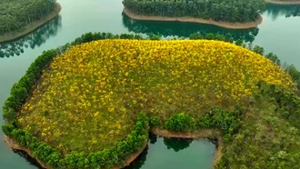 Rực rỡ sắc hoa phong Linh trên hồ Thác Bà
