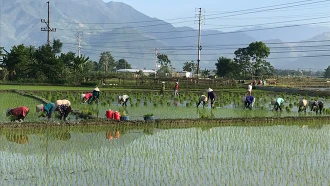 Nghĩa Lộ gieo cấy gần 40% diện tích lúa mùa