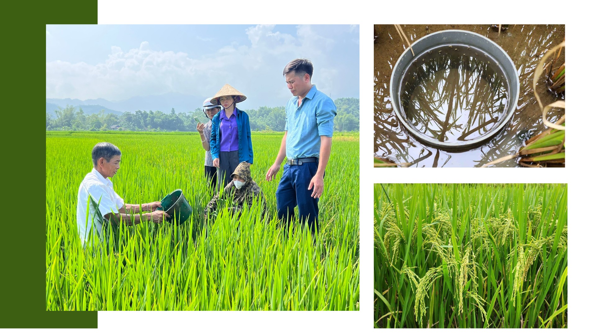 Lợi nhuận của nông dân tăng thêm khoảng 8 - 10 triệu đồng/ha nhờ áp dụng mô hình canh tác lúa thông minh. 4.png
