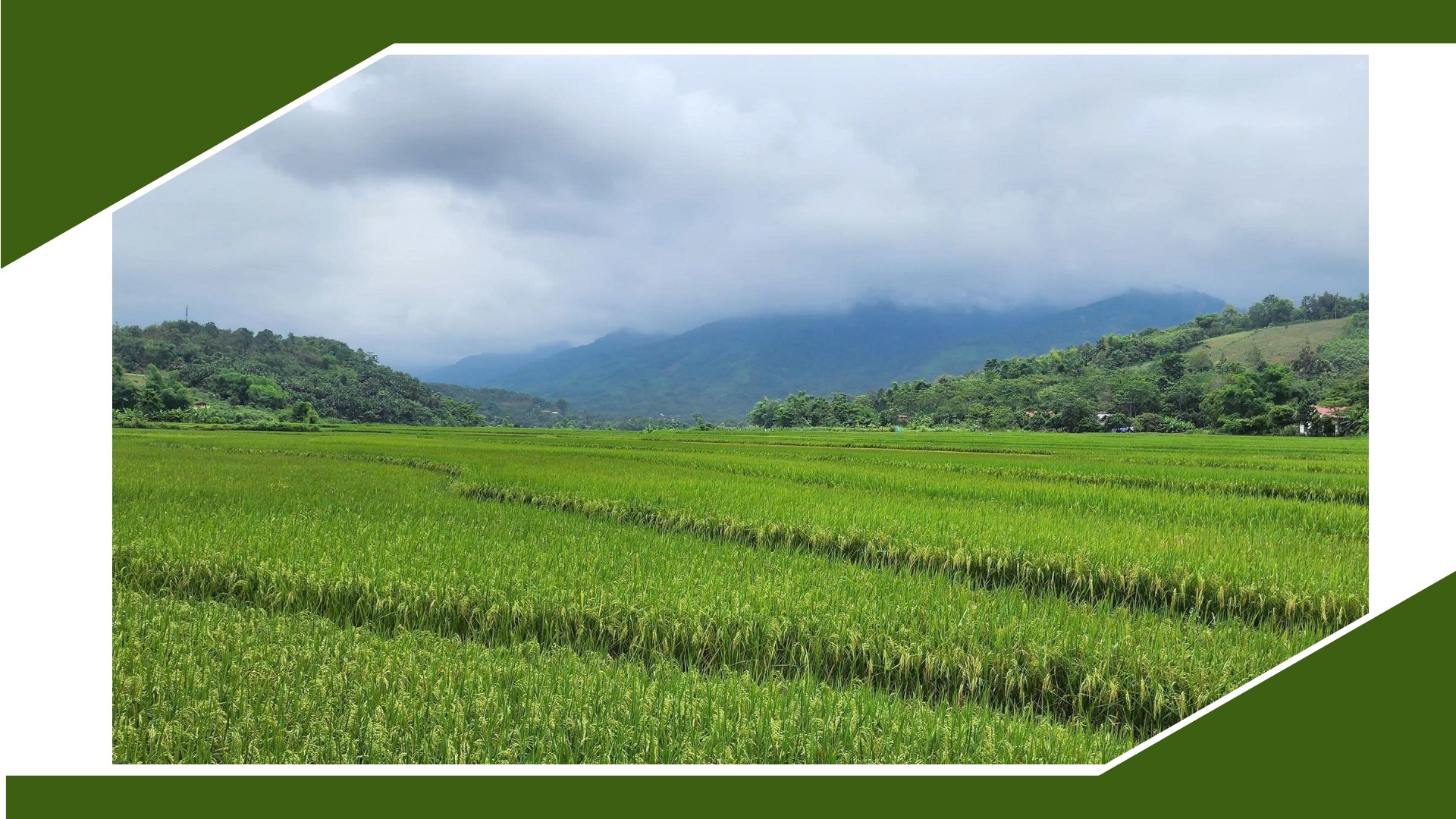 Những cánh đồng tập trung, thuận lợi nước tưới tham gia mô hình sản xuất lúa thông minh. 5.png