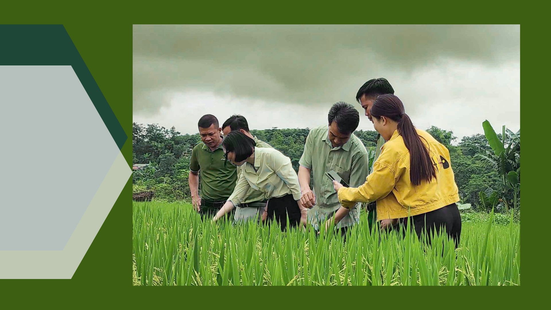 Cán bộ khuyến nông kiểm tra mô hình lúa canh tác thông minh tại xã Khánh Yên. 3.png