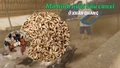 Mô hình nuôi sâu canxi đang được nhiều hộ ở Xuân Quang.
