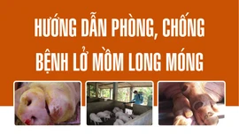 [Infographic] Hướng dẫn phòng, chống bệnh lở mồm long móng