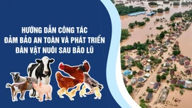 [Infographic] Hướng dẫn 3 bước đảm bảo an toàn và phát triển đàn vật nuôi sau bão lũ