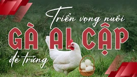 Triển vọng nuôi gà Ai Cập đẻ trứng