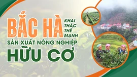 Bắc Hà khai thác thế mạnh sản xuất nông nghiệp hữu cơ