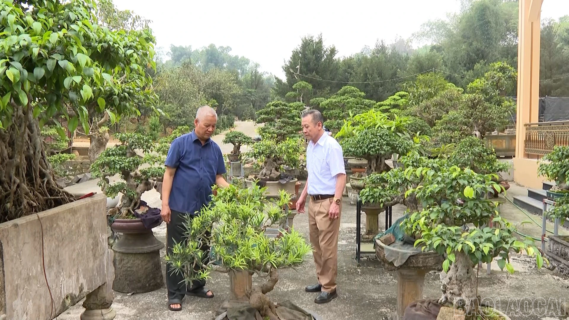 baolaocai-br_ong-tuan-trong-cay-canh-1.jpg