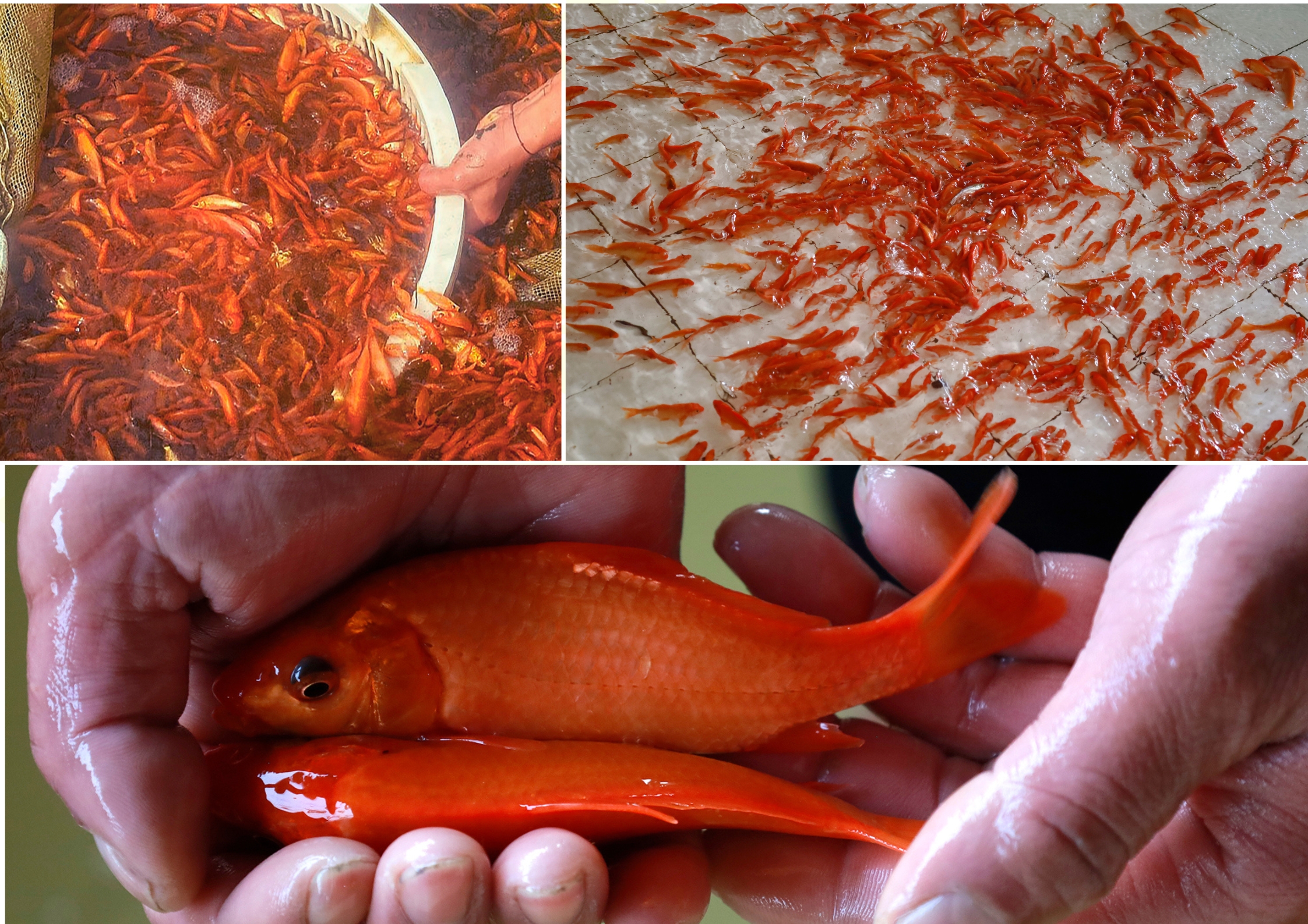 Cá chép đỏ với đủ kích cỡ, phù hợp với mọi nhu cầu của thị trường dịp 23 tháng Chạp. Chep1.jpg