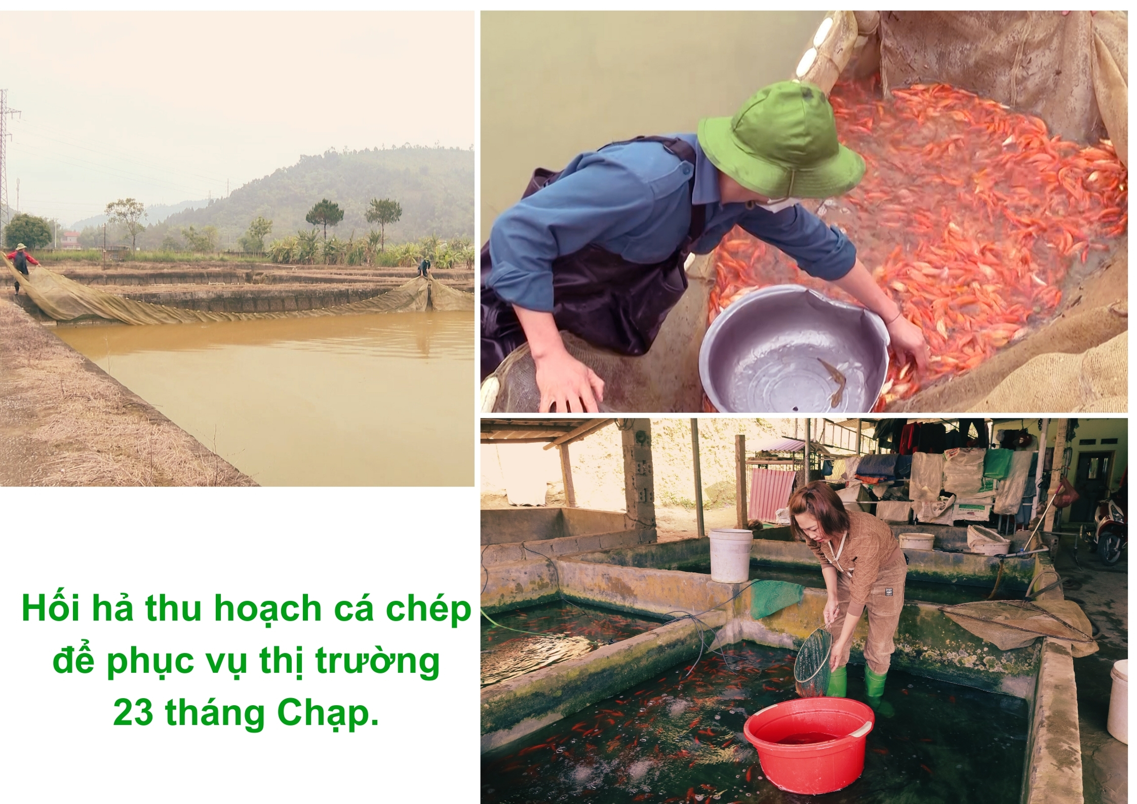 Chep4.jpg