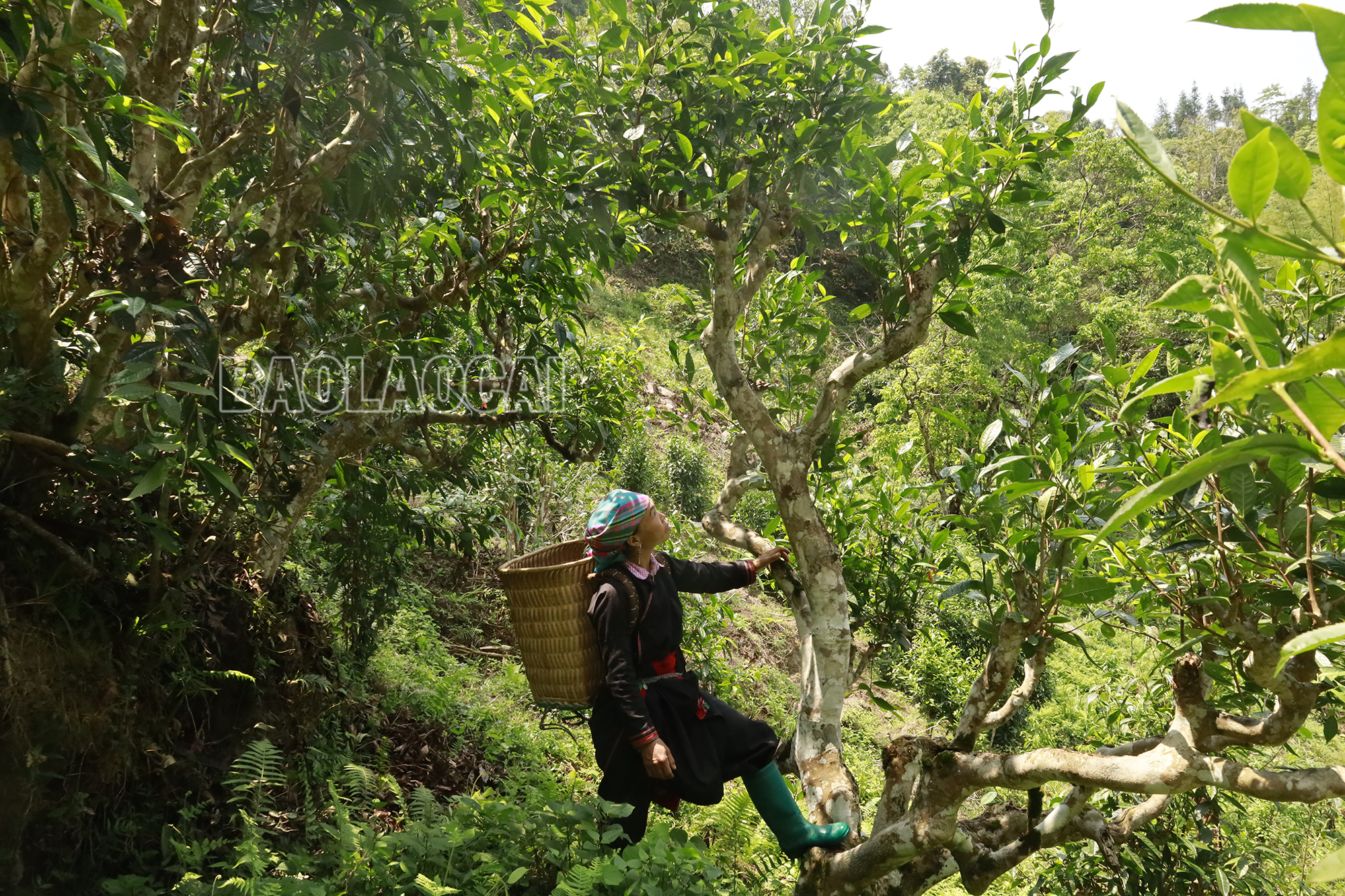 Người thu hoạch phải trèo lên cây để hái búp chè. _MG_1447.JPG