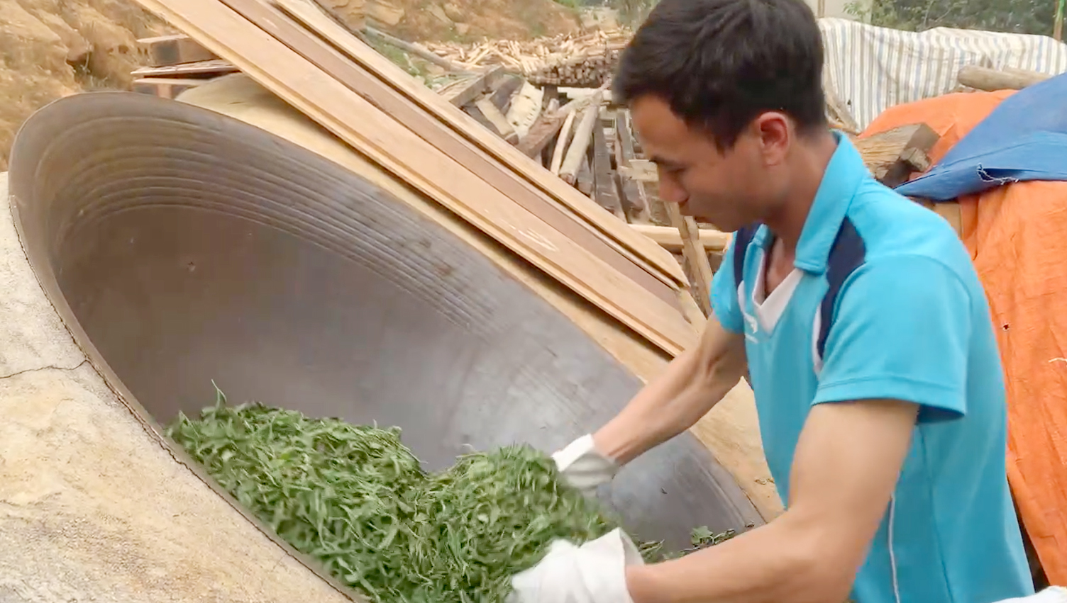 Sau khi thu hái về, chè Shan tuyết cổ thụ sẽ được chế biến thành nhiều sản phẩm khác nhau. Untitled-1.jpg