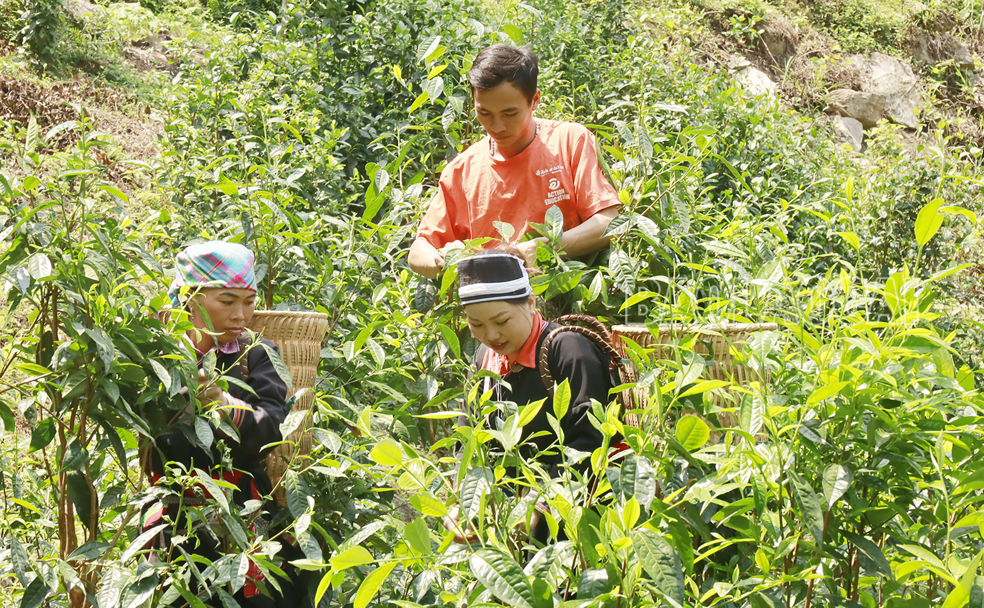 Thu hoạch chè trên ngọn cây cao vài mét là việc không dễ dàng. _MG_1368.JPG