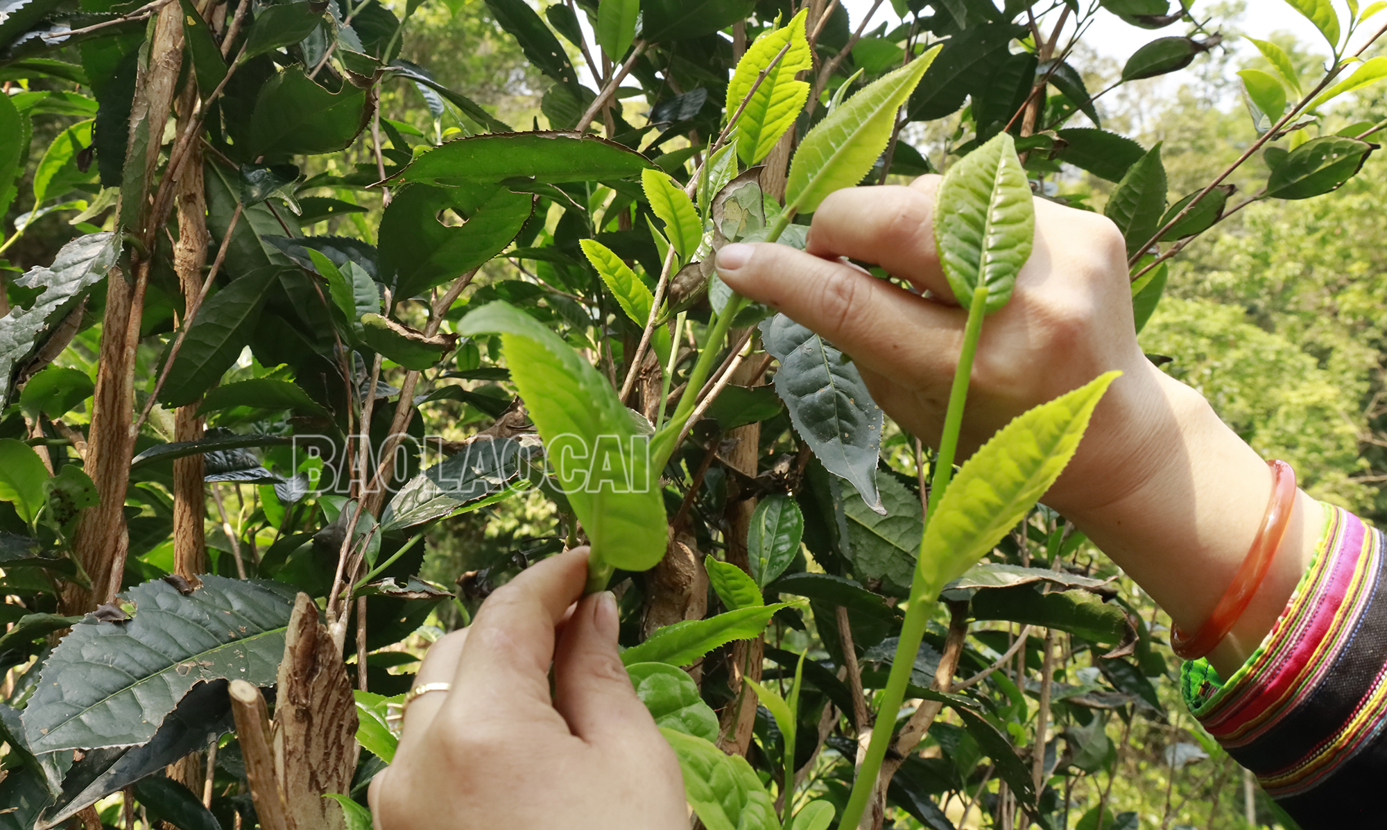 Nâng niu từng búp chè xanh tươi mơn mởn. _MG_1463.JPG