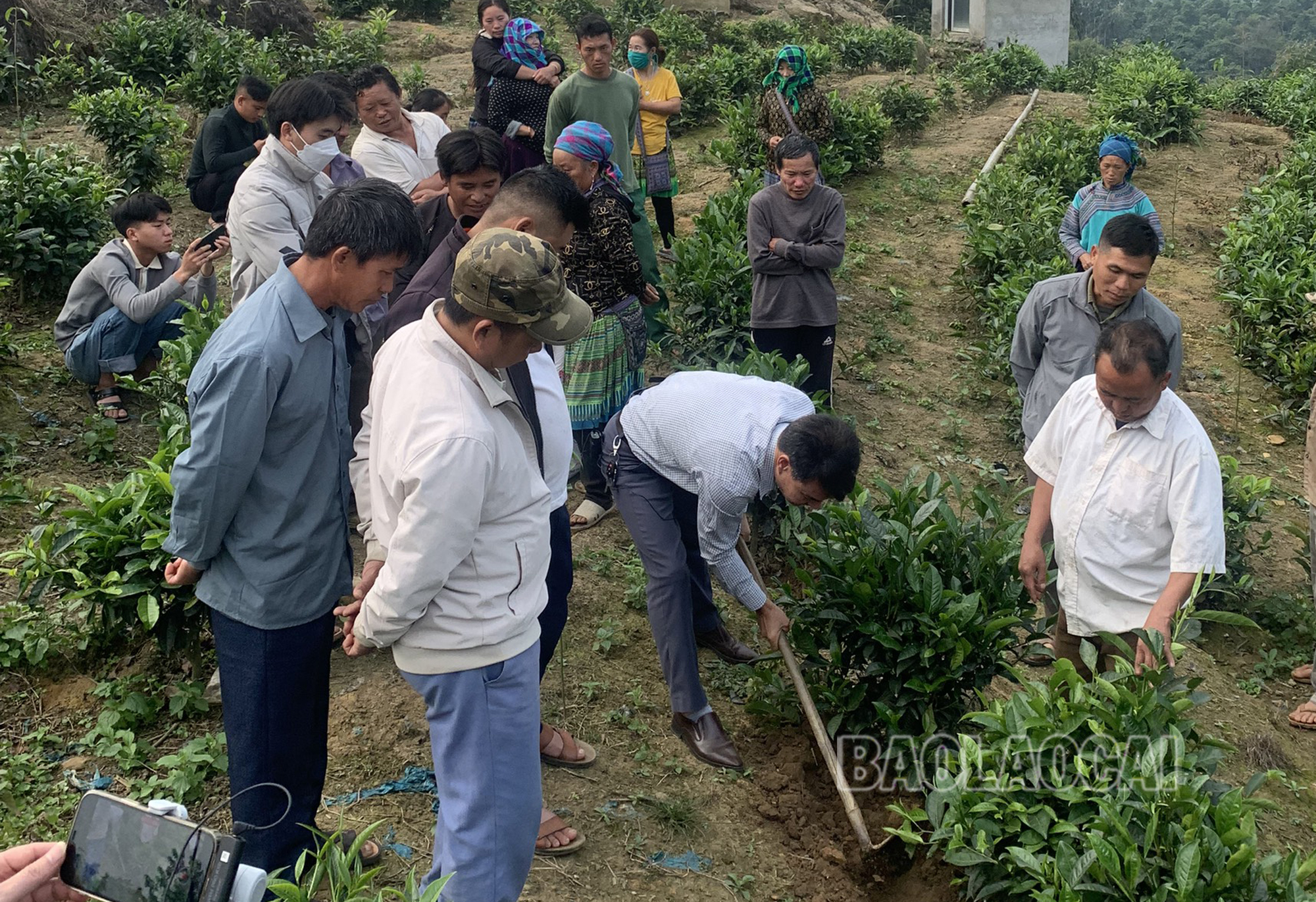 Hướng dẫn nông dân kỹ thuật chăm sóc, bón phân cho cây chè. donche (1).jpg